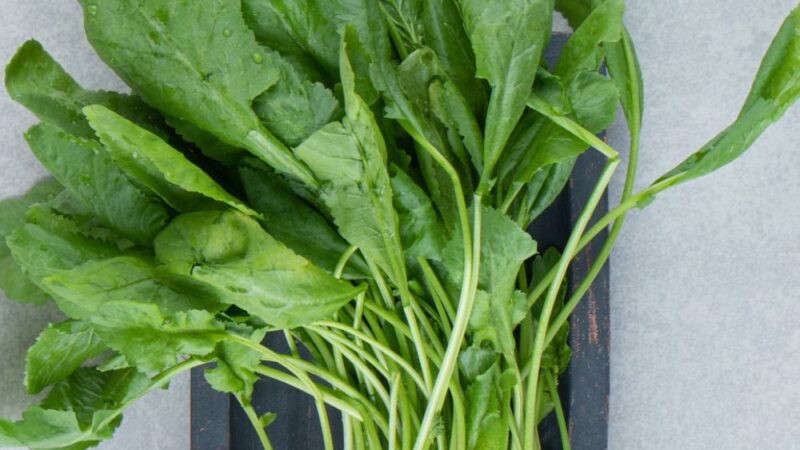 Green and Mighty Watercress: Unmasking the Healthiest Vegetable